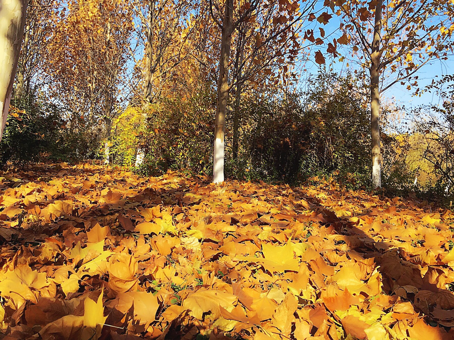 深秋后的梧桐树林——太美了