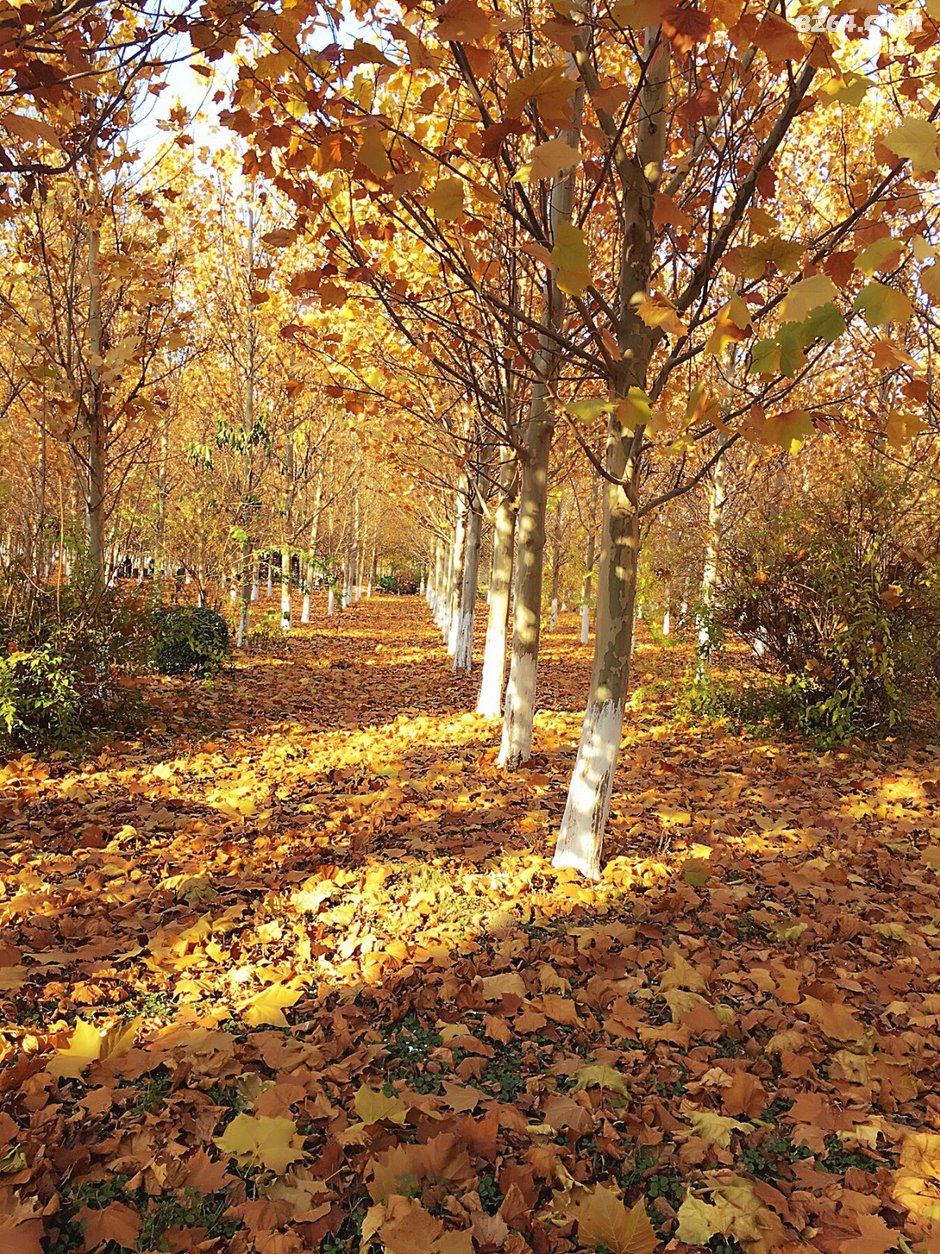 深秋后的梧桐树林太美了