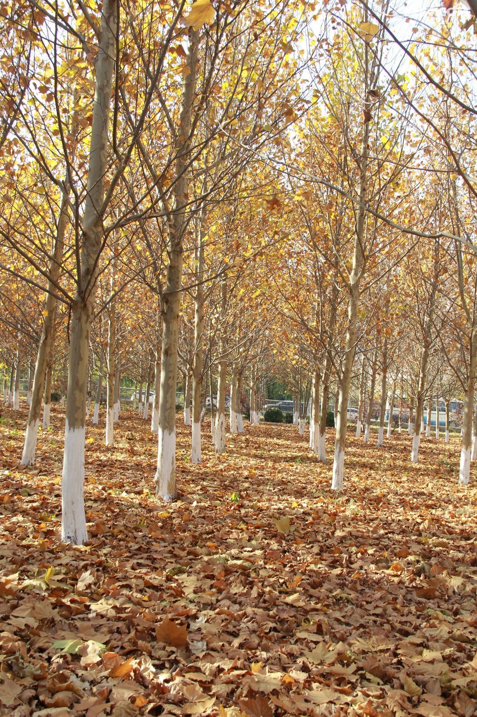 深秋后的梧桐树林太美了