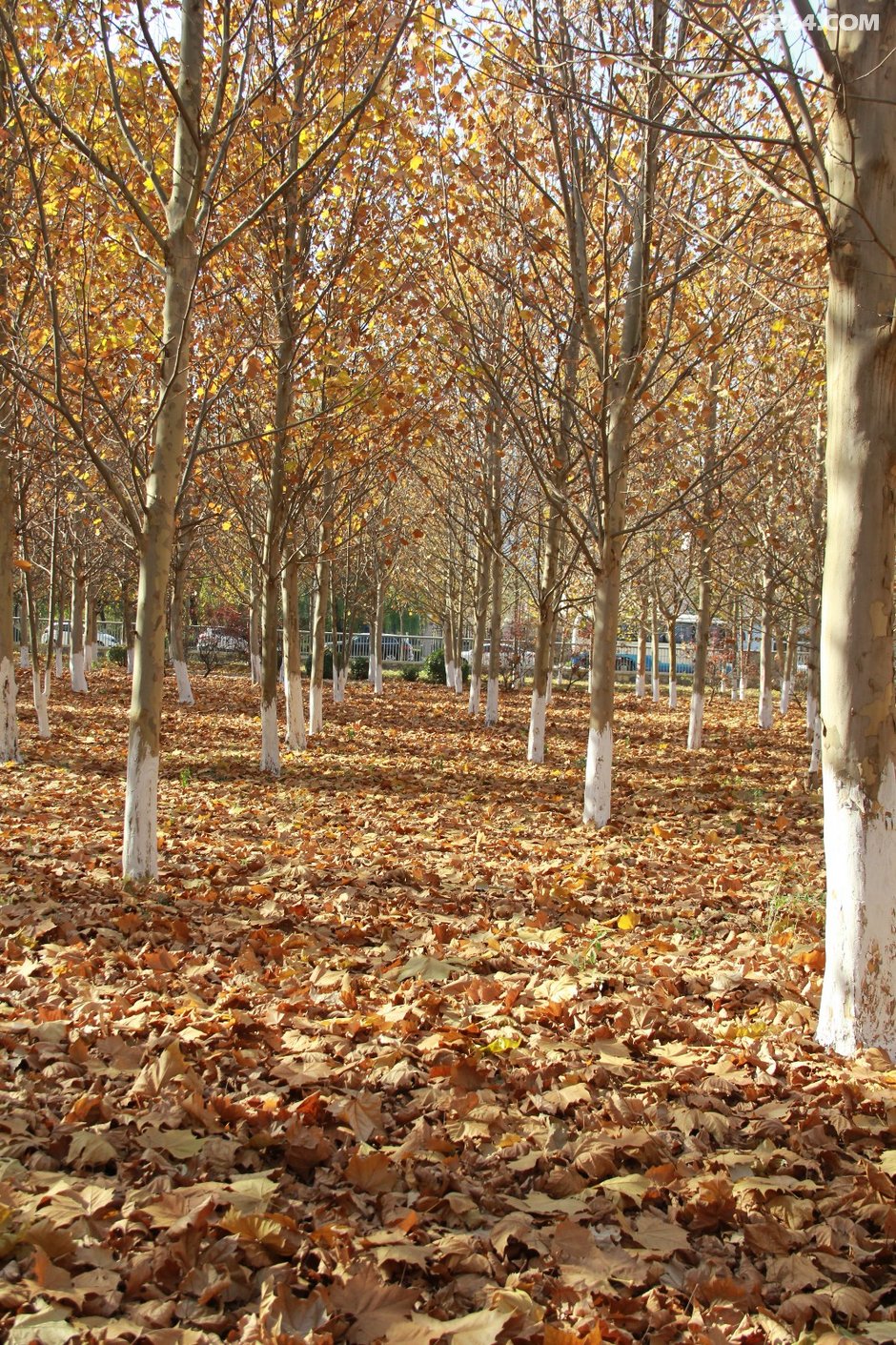 深秋后的梧桐树林太美了