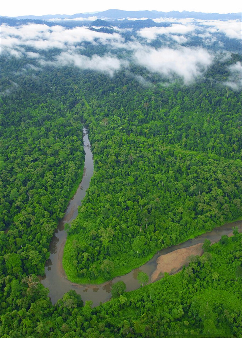 深入婆罗洲,探索热带雨林的缤纷世界