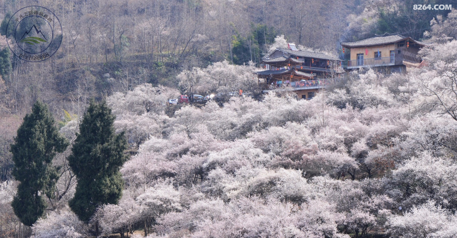 绵阳平武平通梅林花海攻略路线图片