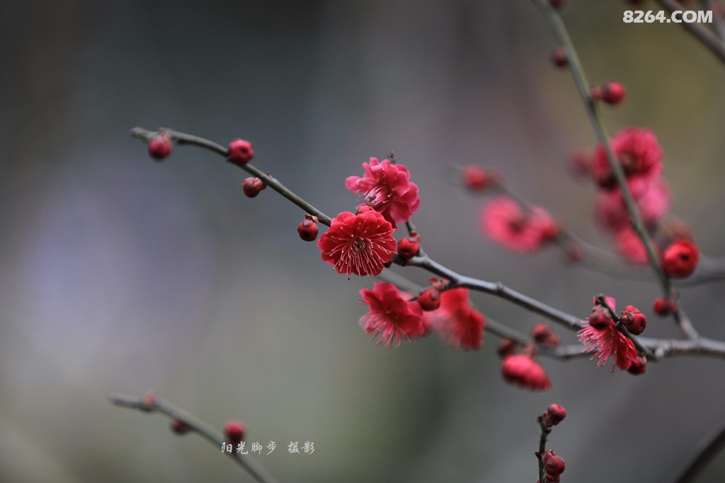 红莓花儿开