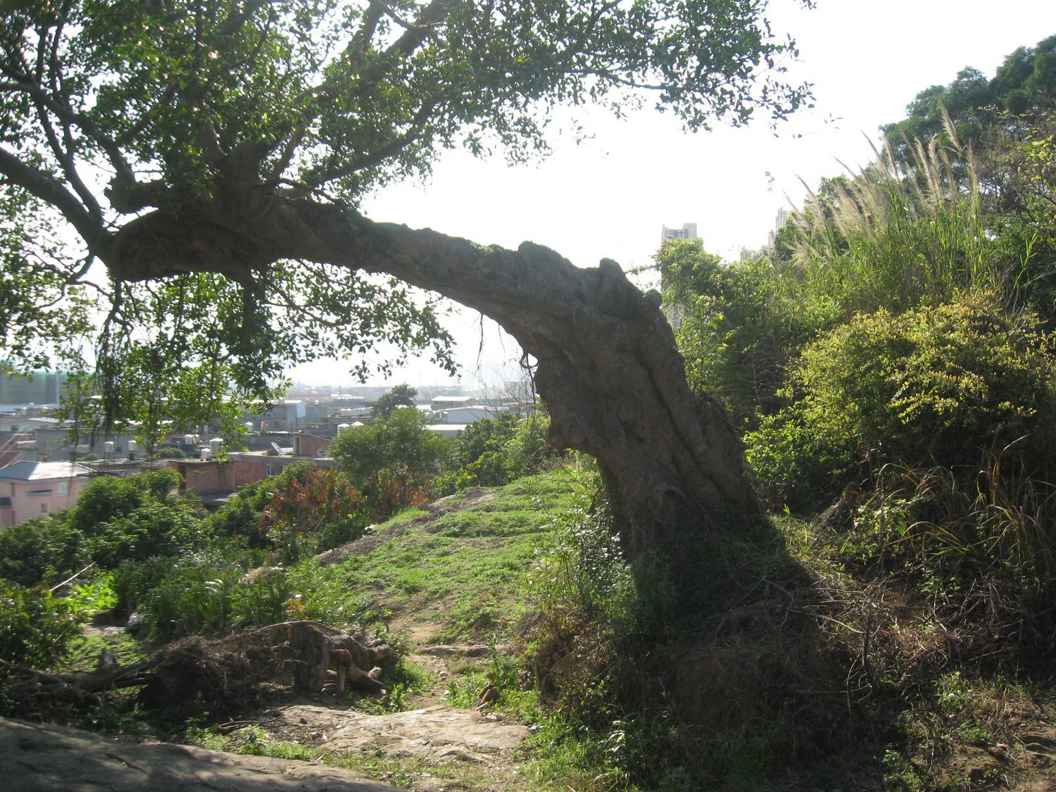 闽侯南通新岐村阳岐尾马腾村漫游3月11日