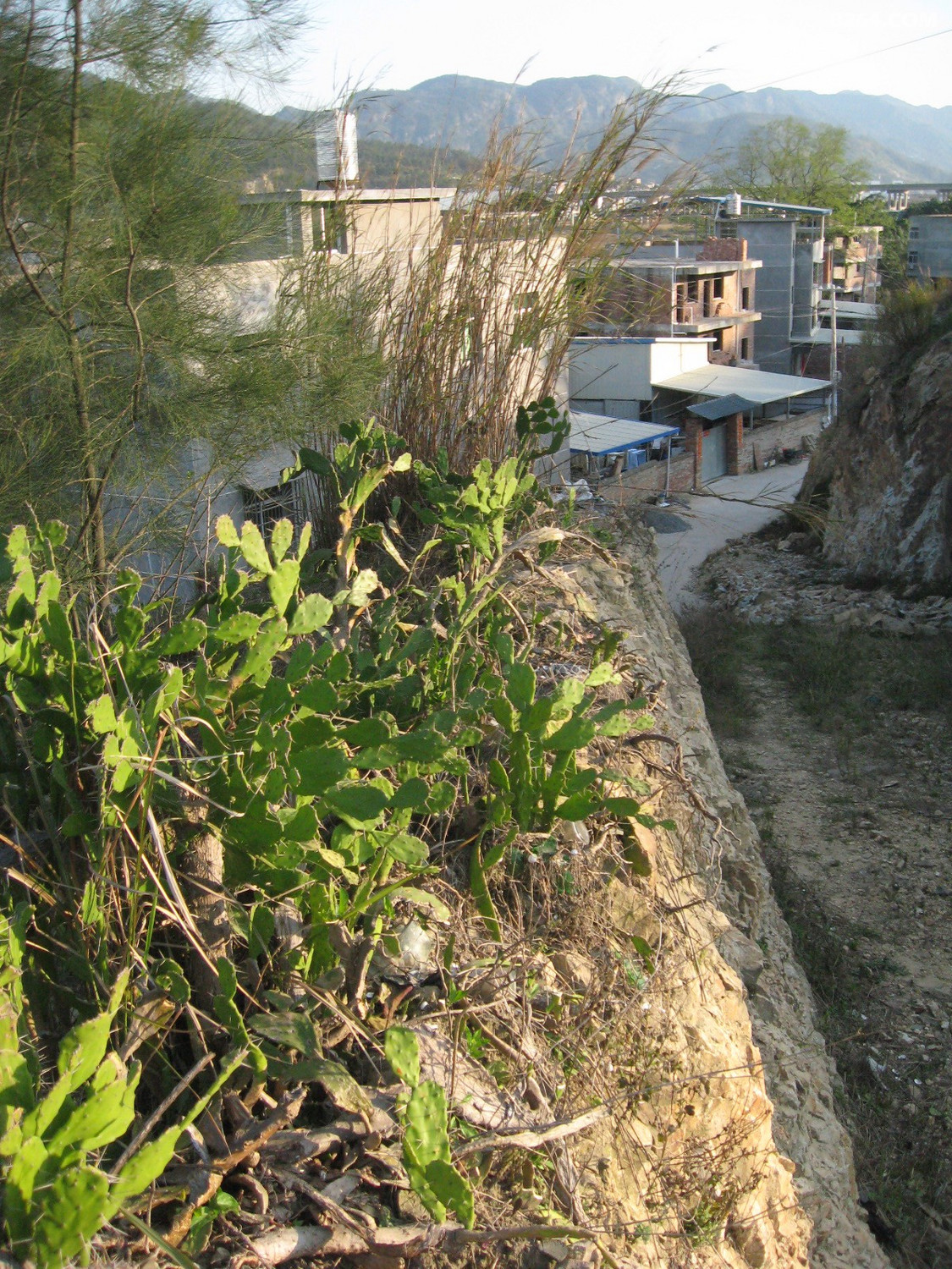 闽侯南通新岐村阳岐尾马腾村漫游3月11日