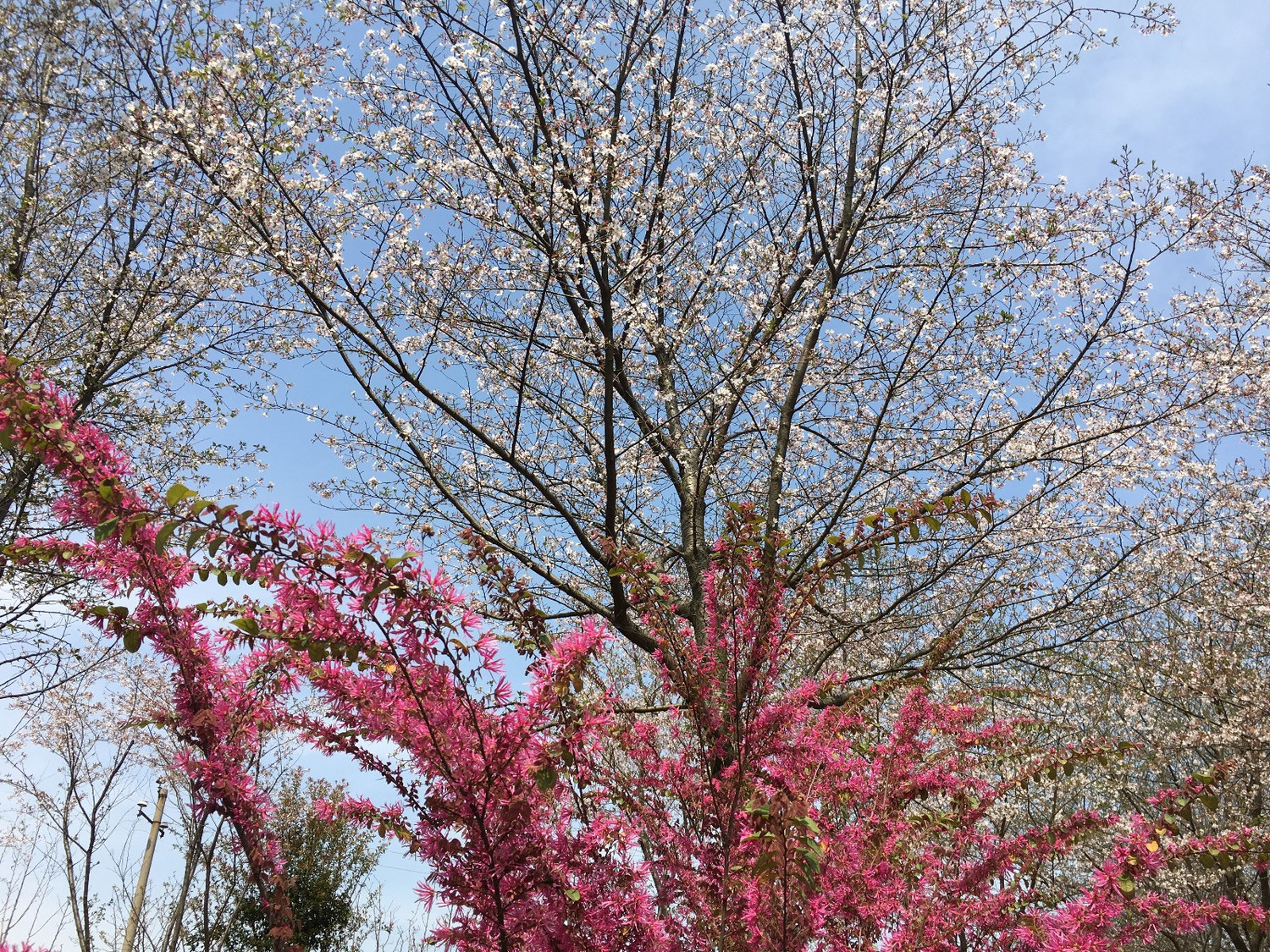 春日静美 樱花绚烂————江西省林业科学院赏樱花
