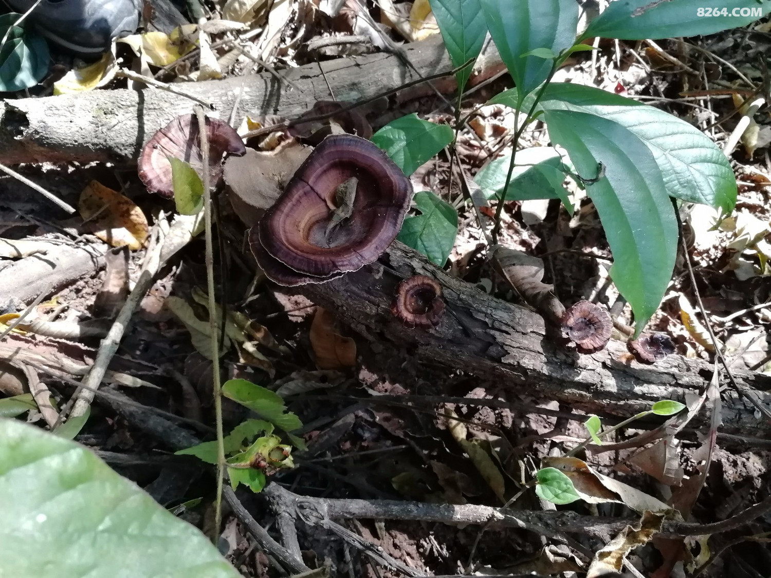 随处可见的干蘑菇,有点像灵芝;还有储水的扁担藤;香气四溢的野生柚子.