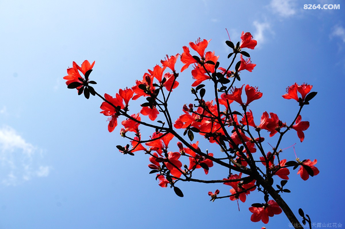 天露山红花大会盛况直击