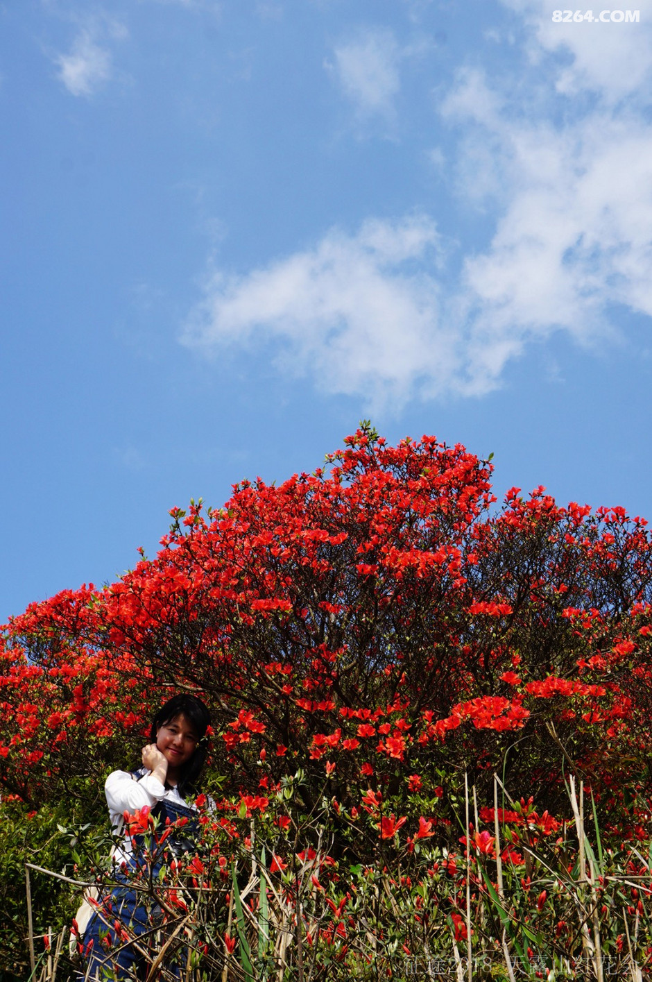 天露山红花大会盛况直击