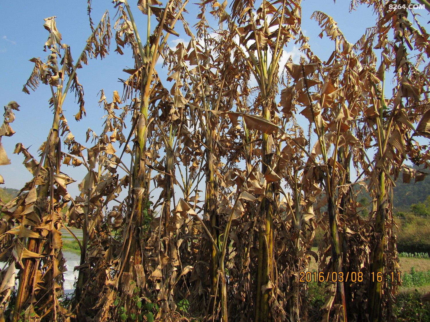 枯萎的芭蕉林,树上有摘剩不要的芭蕉,我们摘了一串芭蕉下来吃.