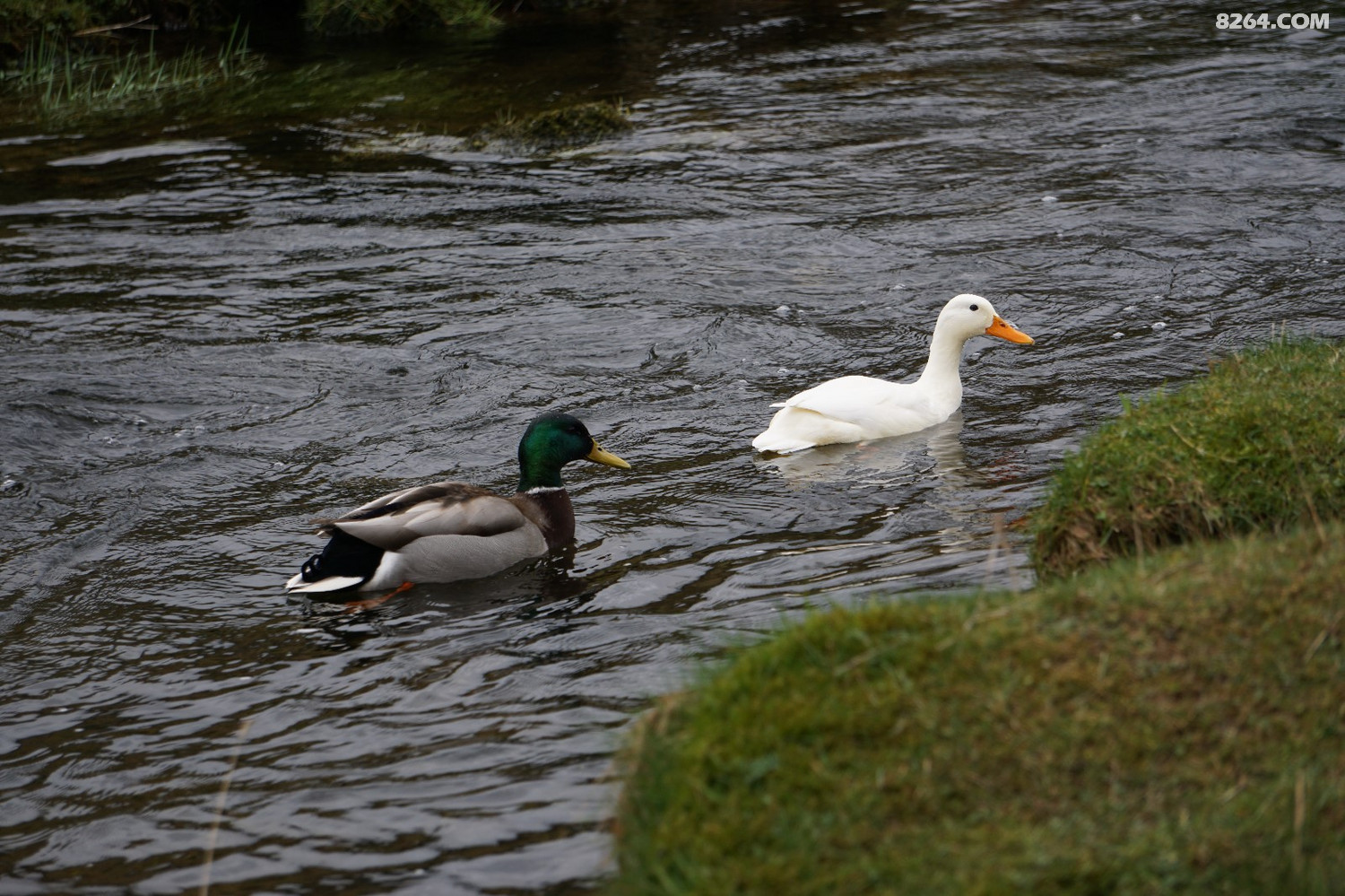 DSC00576.JPG