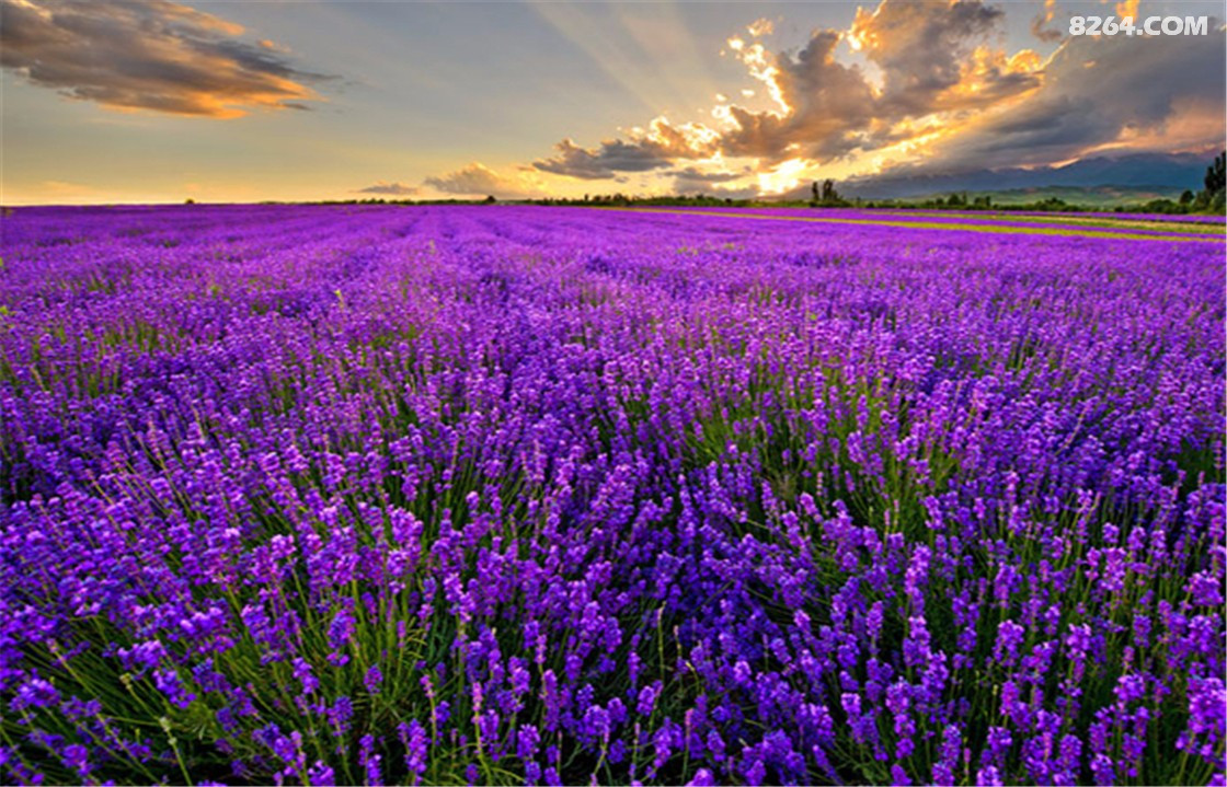 薰衣草.jpg