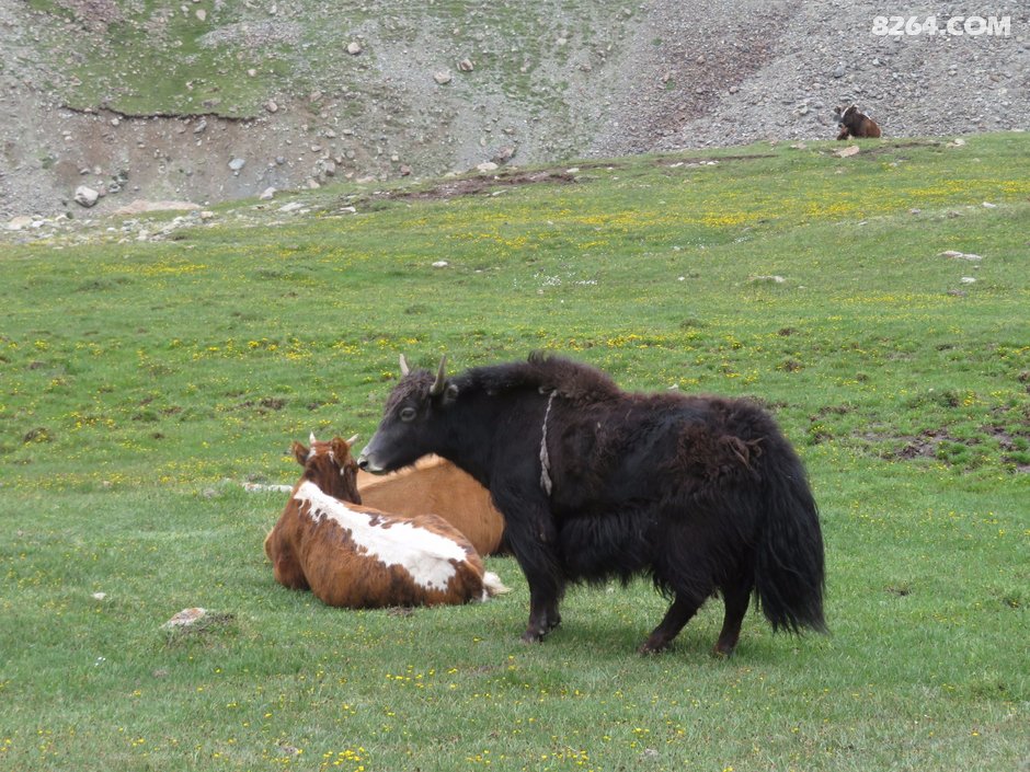 牦牛在山间悠闲地吃草风feng 发表于 2018-7-11 22:29天山 骏马午餐小