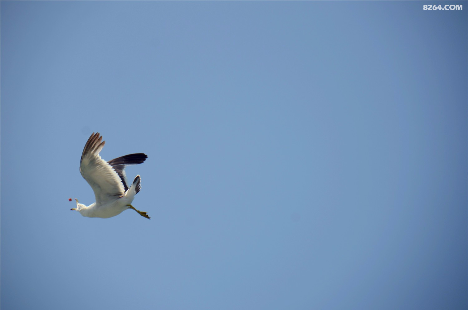 DSC_8745.jpg