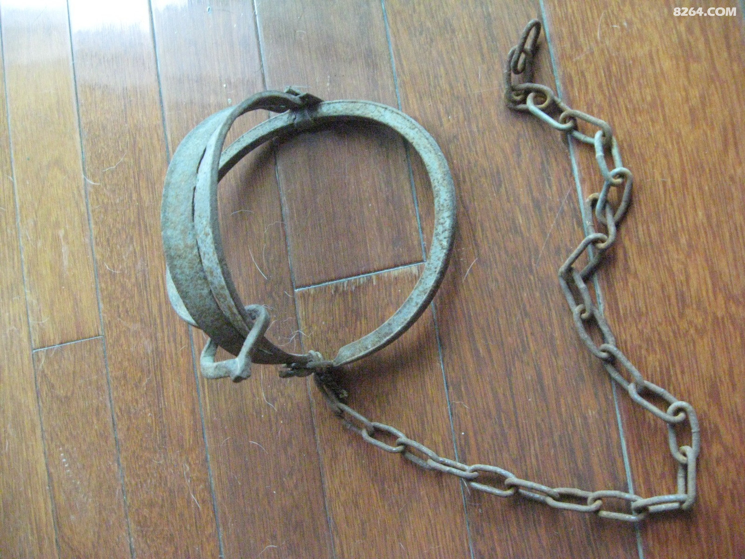 震惊小伙被野猪夹困在青田山半月没带手机靠吃蚂蚱喝泉水活下来