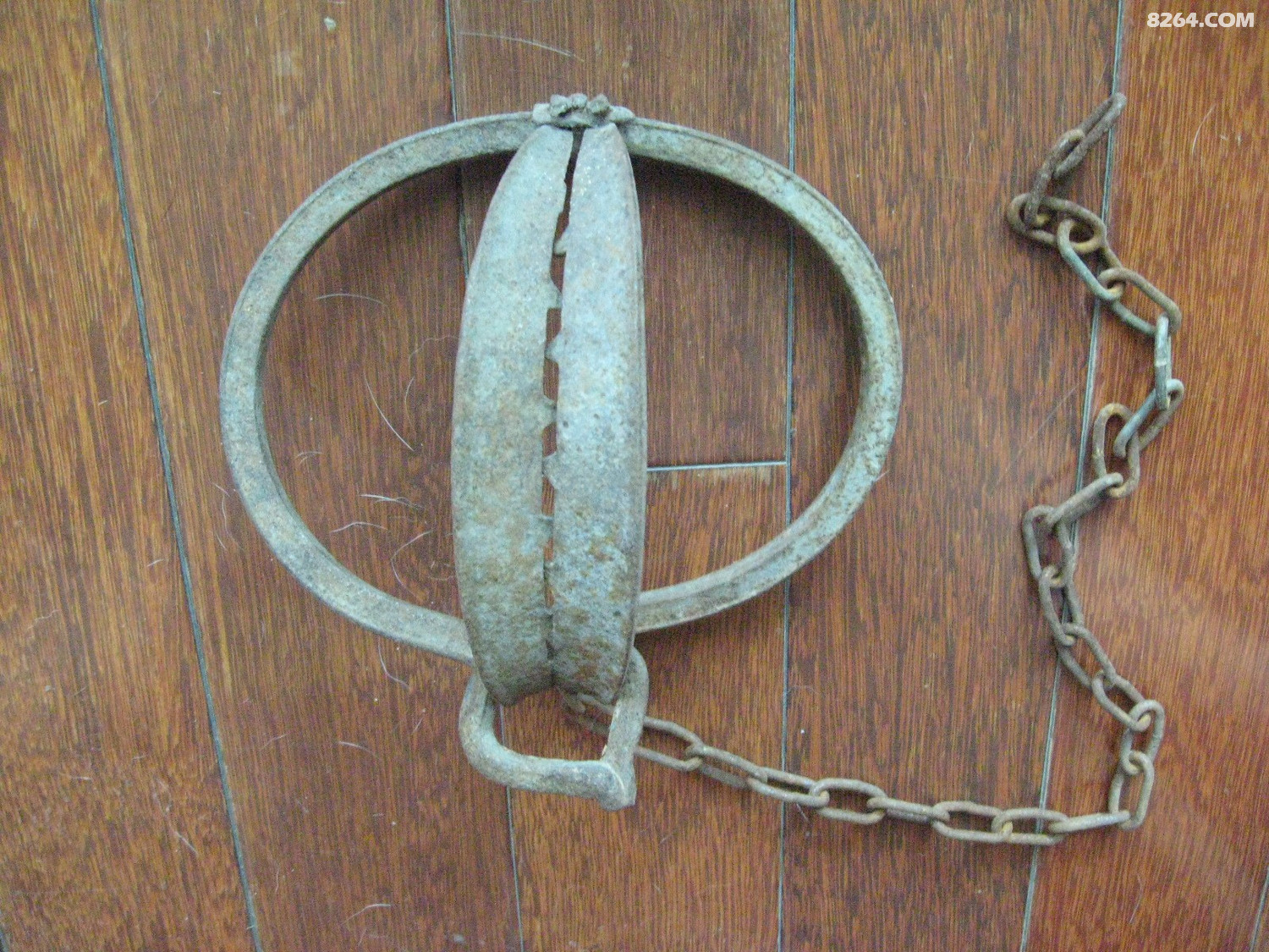 震惊小伙被野猪夹困在青田山半月没带手机靠吃蚂蚱喝泉水活下来