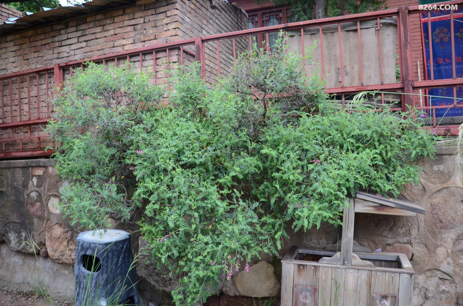 dsc_9765 红花山竹子.jpg