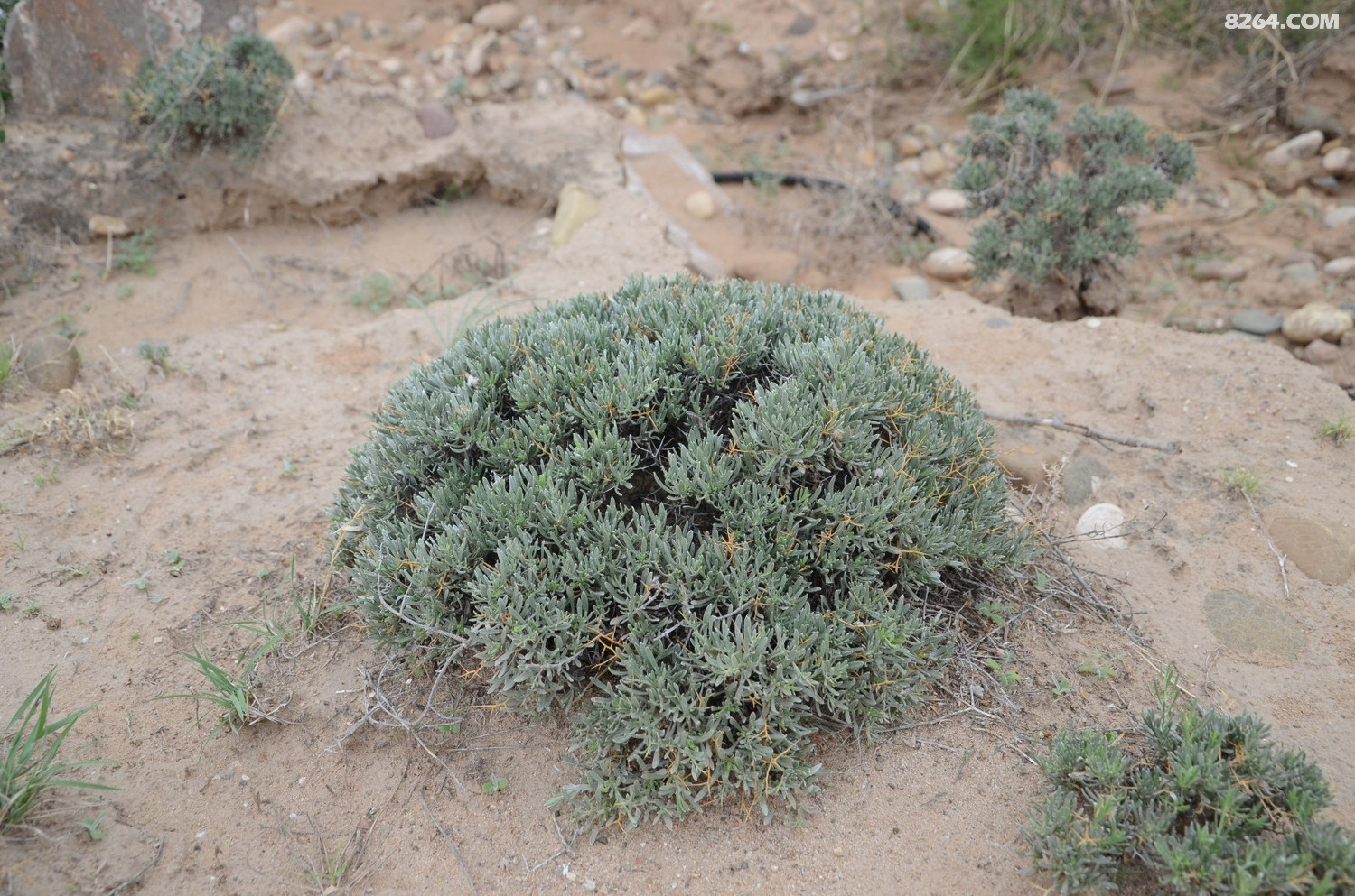 7月见于宁夏的花花草草