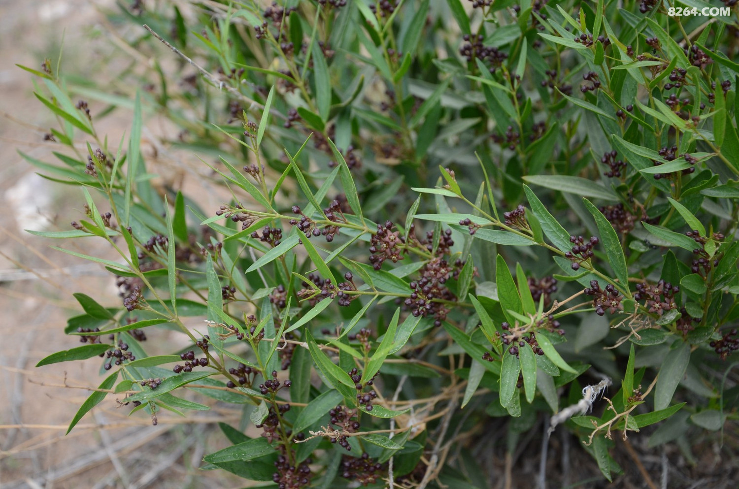 dsc_9282 老瓜头.jpg