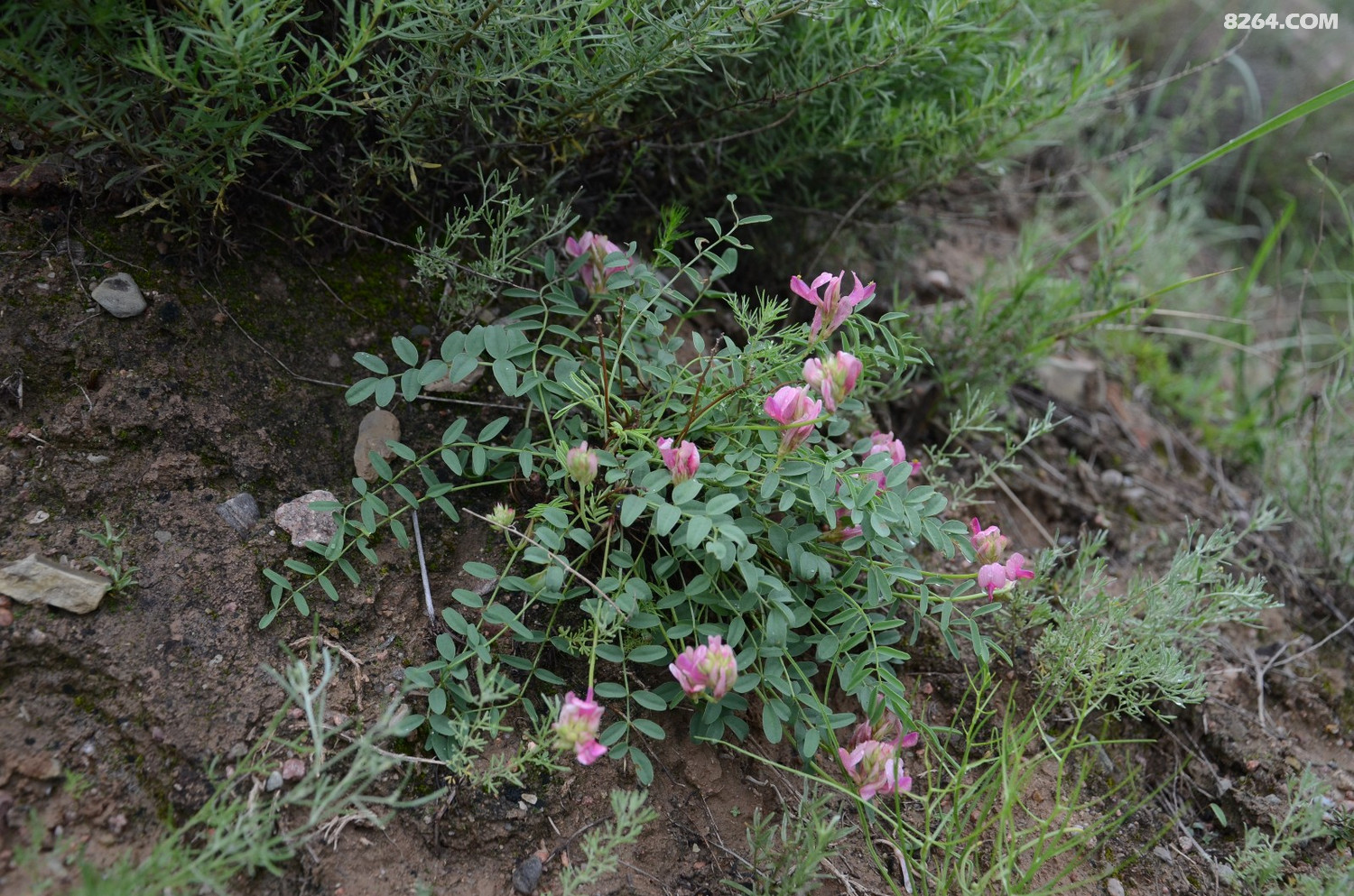 dsc_9385 贺兰山岩黄耆 hedysarum petrovii.jpg