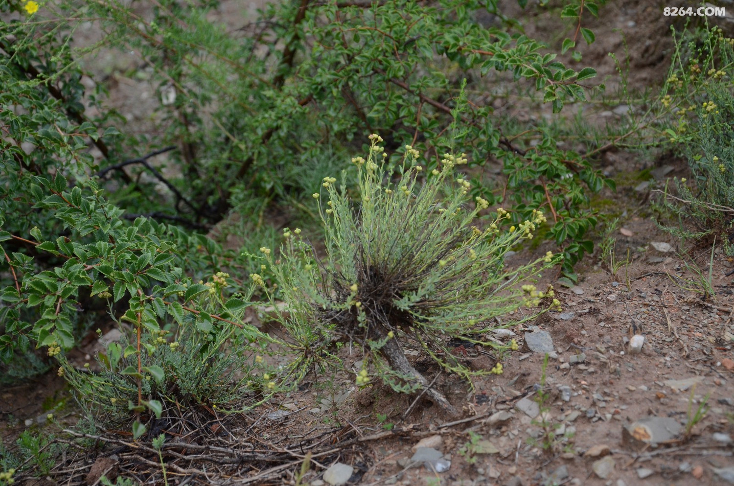 dsc_9469 北芸香.jpg