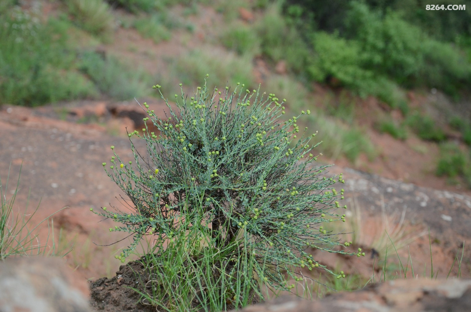 dsc_9507 北芸香.jpg