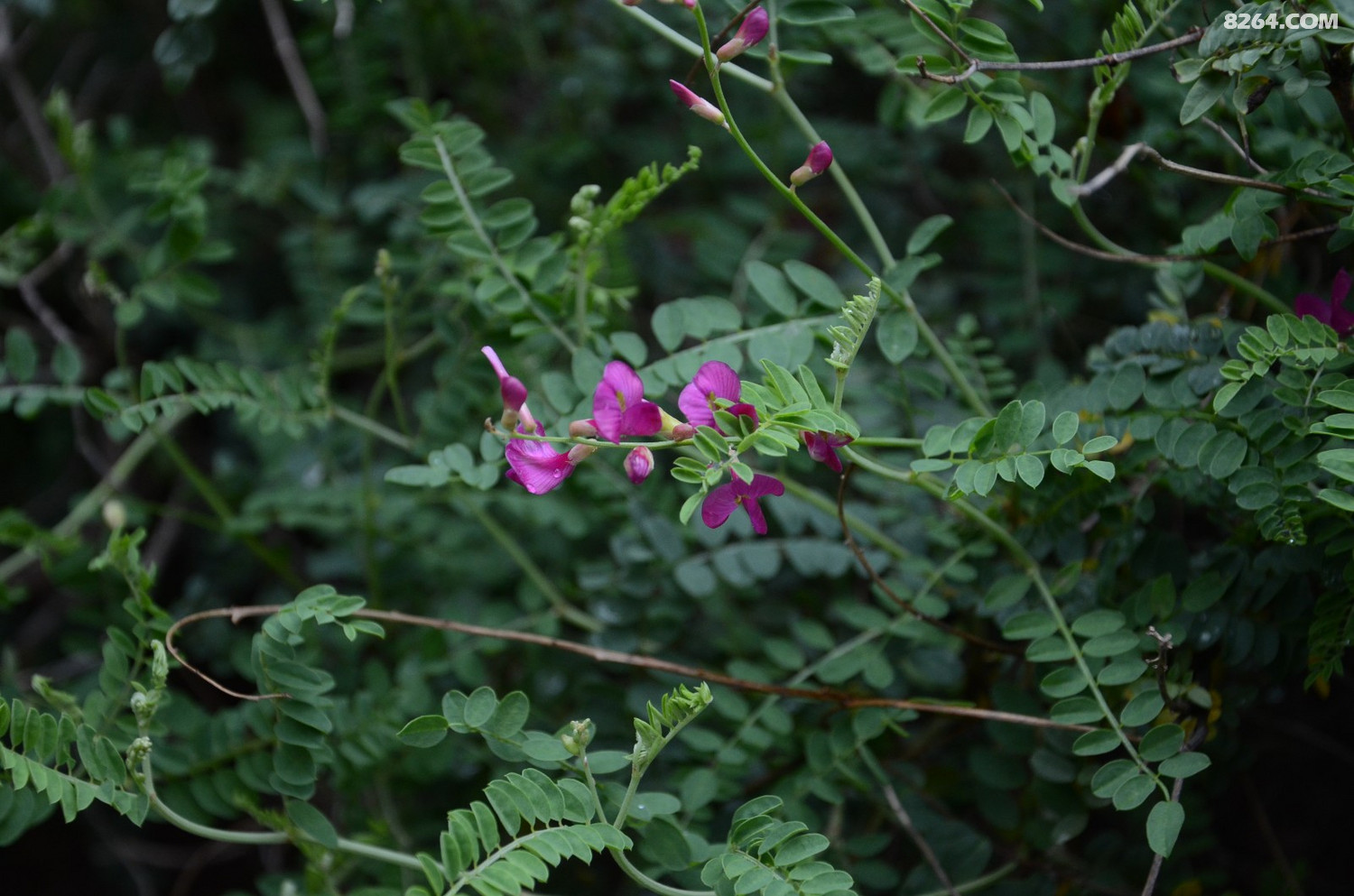 dsc_9759 红花山竹子(corethrodendron multijugum).jpg