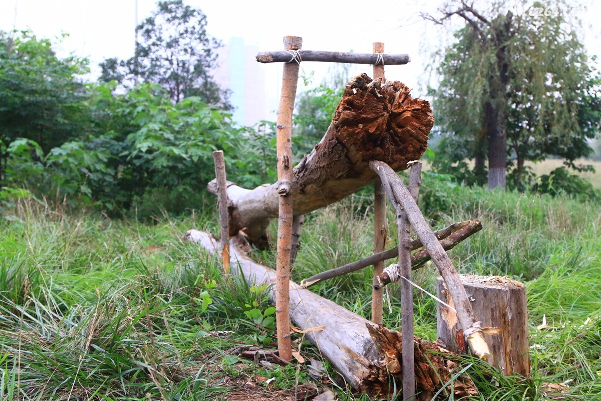 野外生存之:"捕猎陷阱"实战篇(2018年8月) - 第1页 - 户外大厅 - 8264