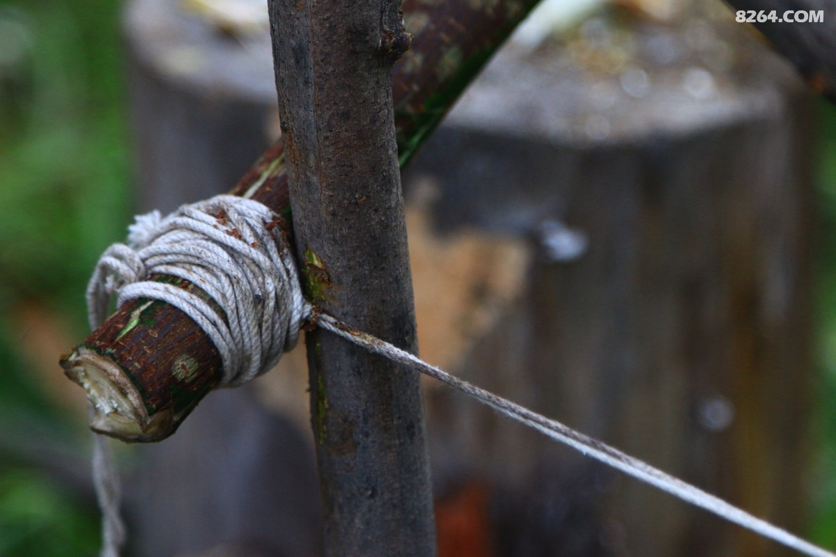 野外生存之:"捕猎陷阱"实战篇(2018年8月) - 第1页 - 户外大厅 - 8264