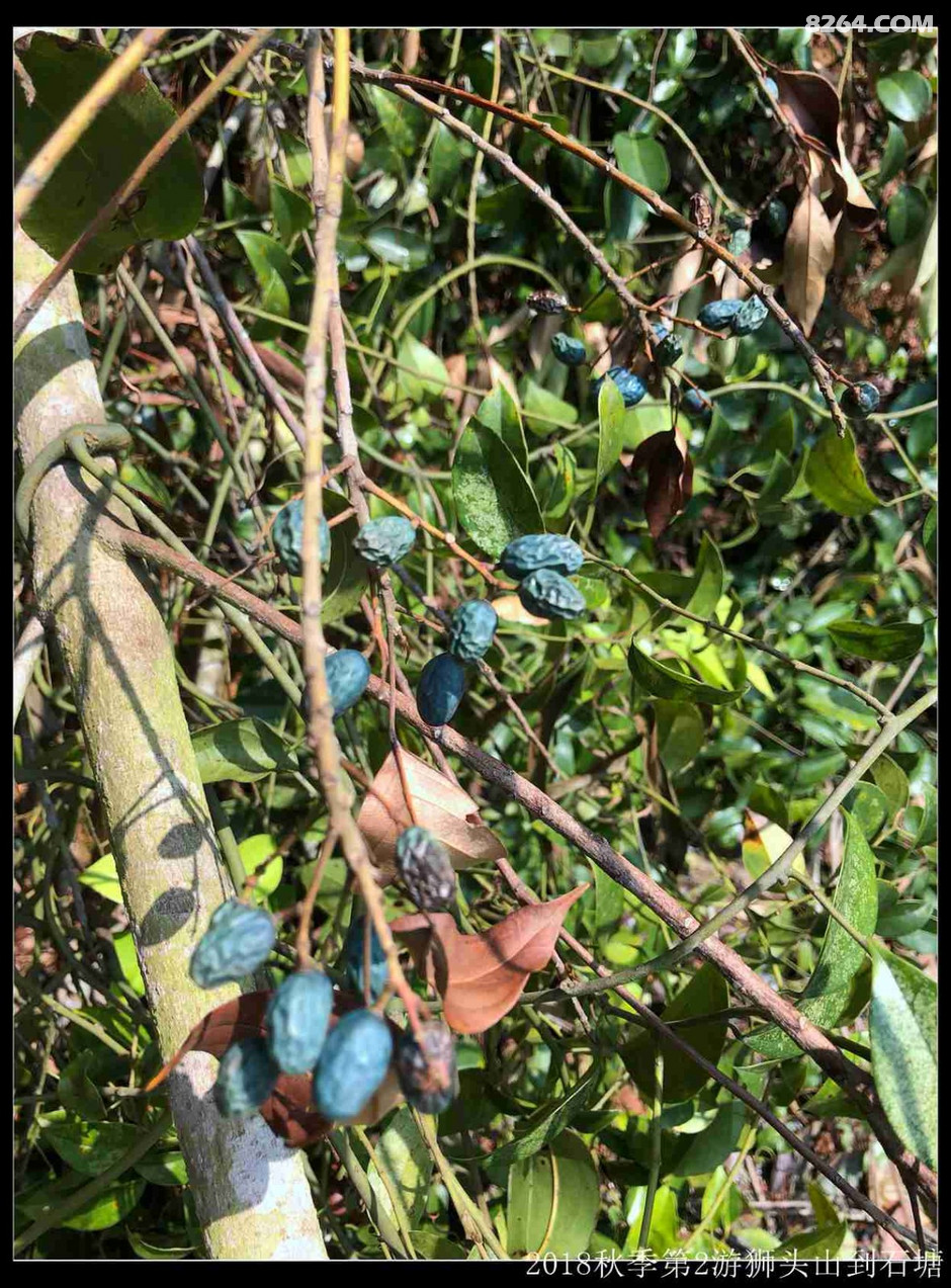 白檀树的果实也干瘪了