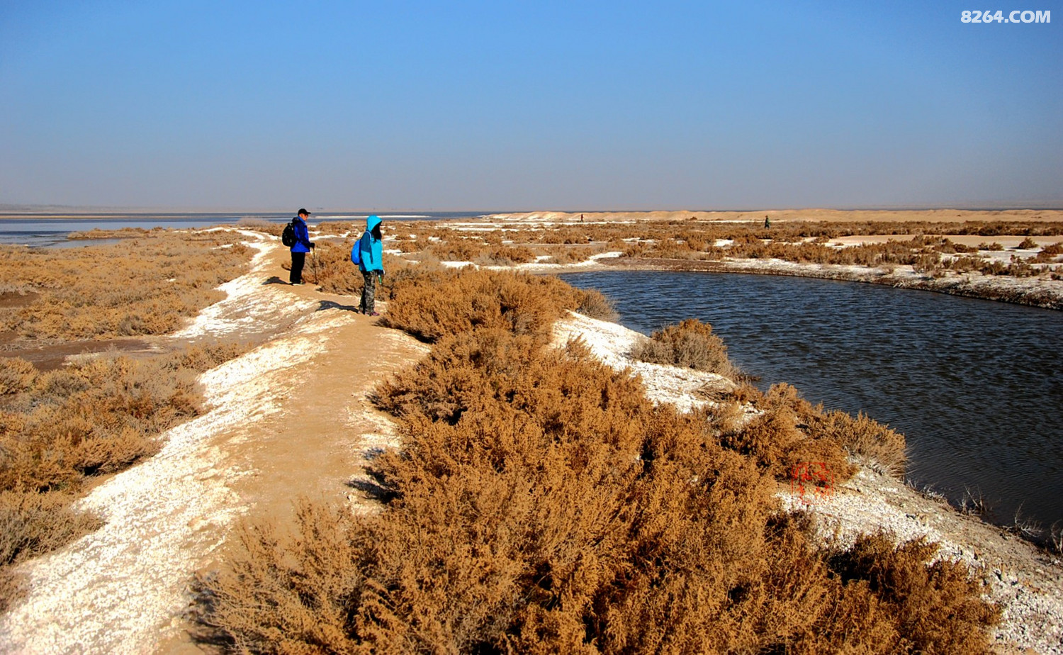白墩子盐沼湿地风光