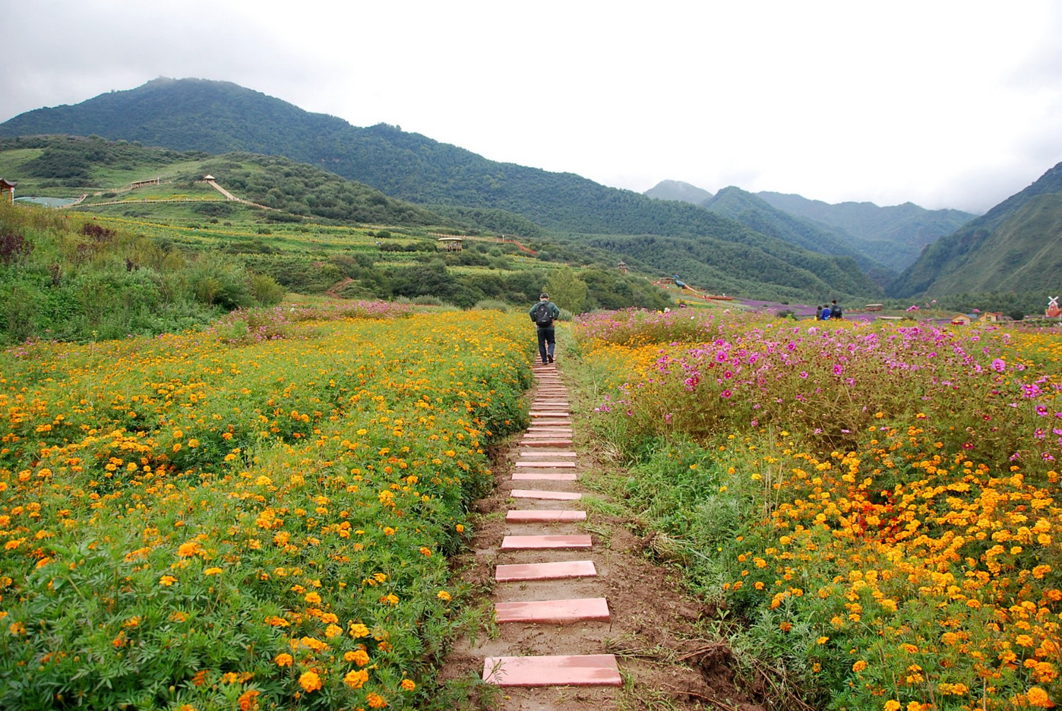七里寺花海风光