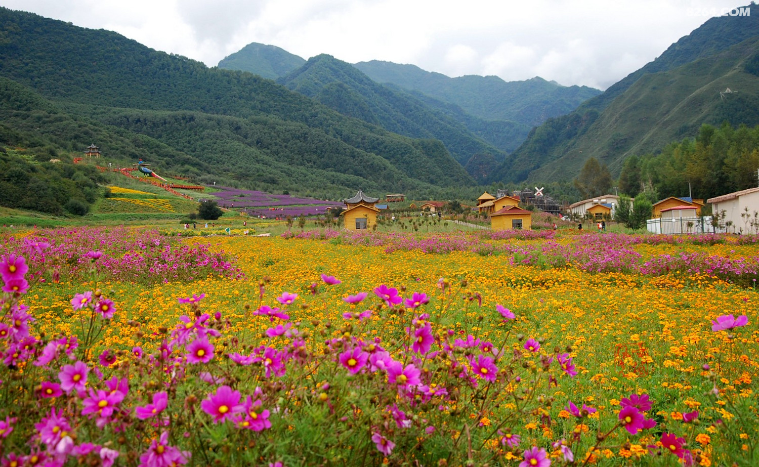 七里寺花海风光