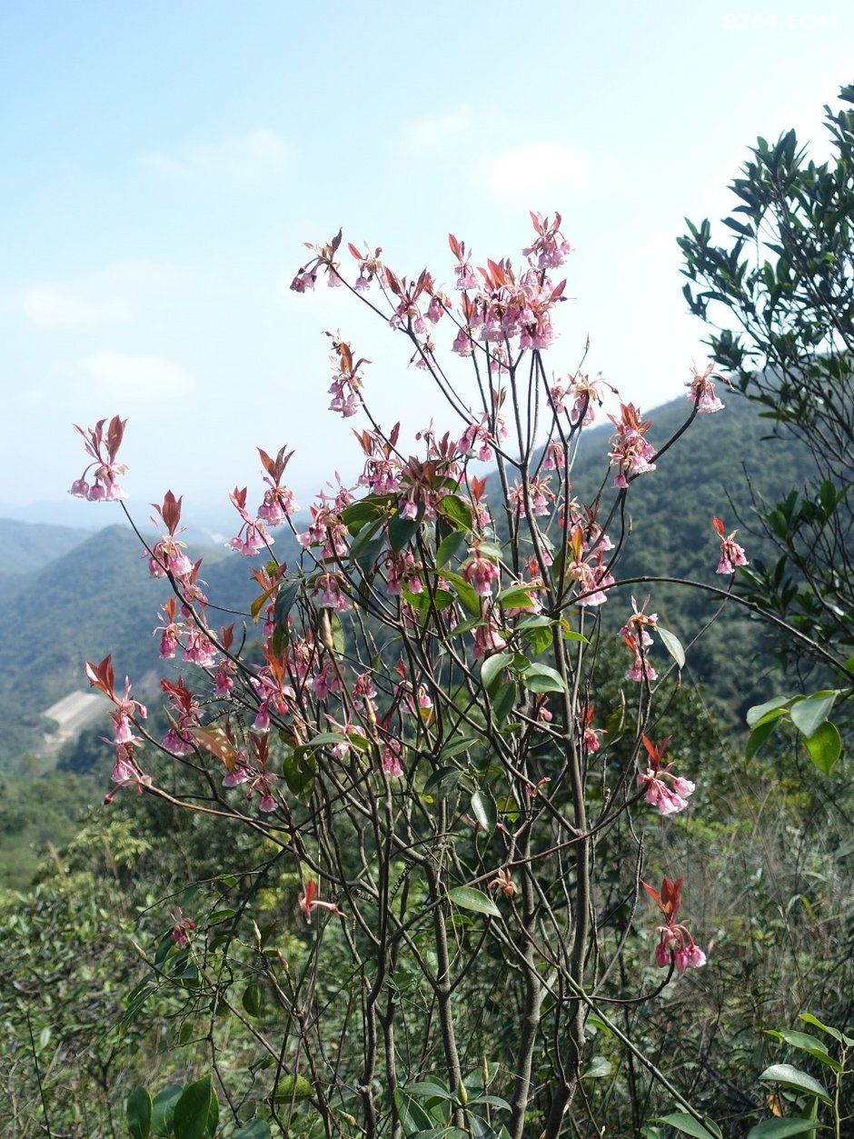 20190202风吹罗带吊钟泪悬崖边上阿哥石