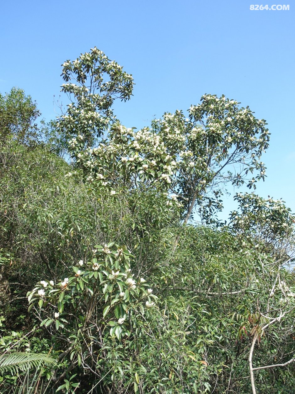 20190202风吹罗带吊钟泪悬崖边上阿哥石