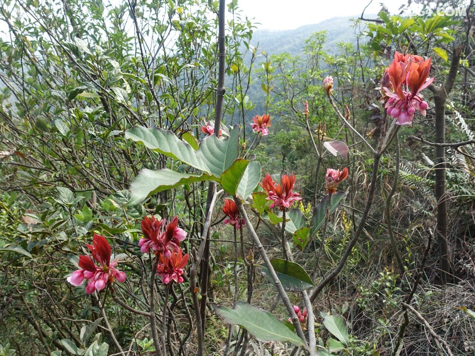 20190202风吹罗带吊钟泪悬崖边上阿哥石