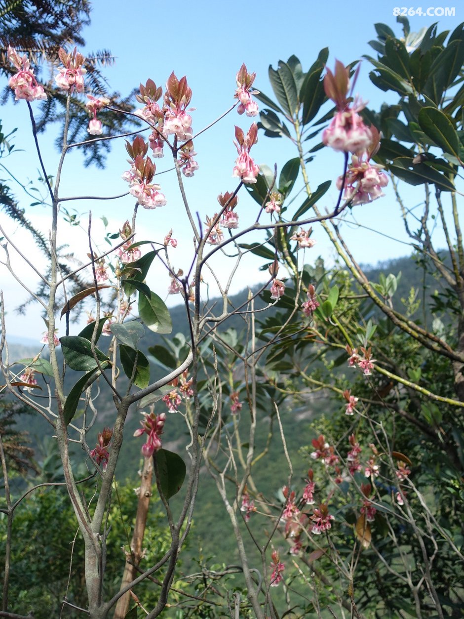 20190202风吹罗带吊钟泪悬崖边上阿哥石