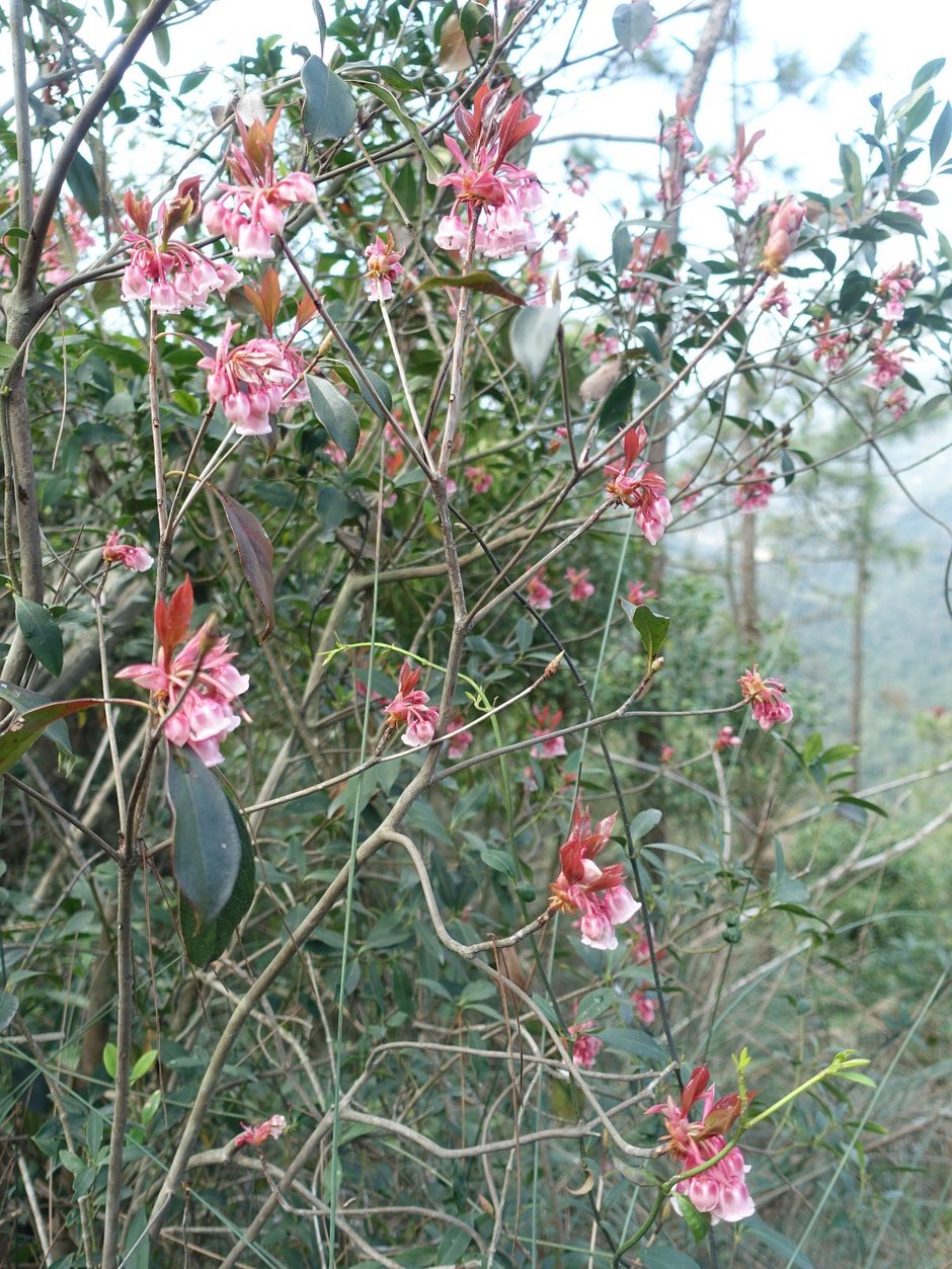 20190202风吹罗带吊钟泪悬崖边上阿哥石