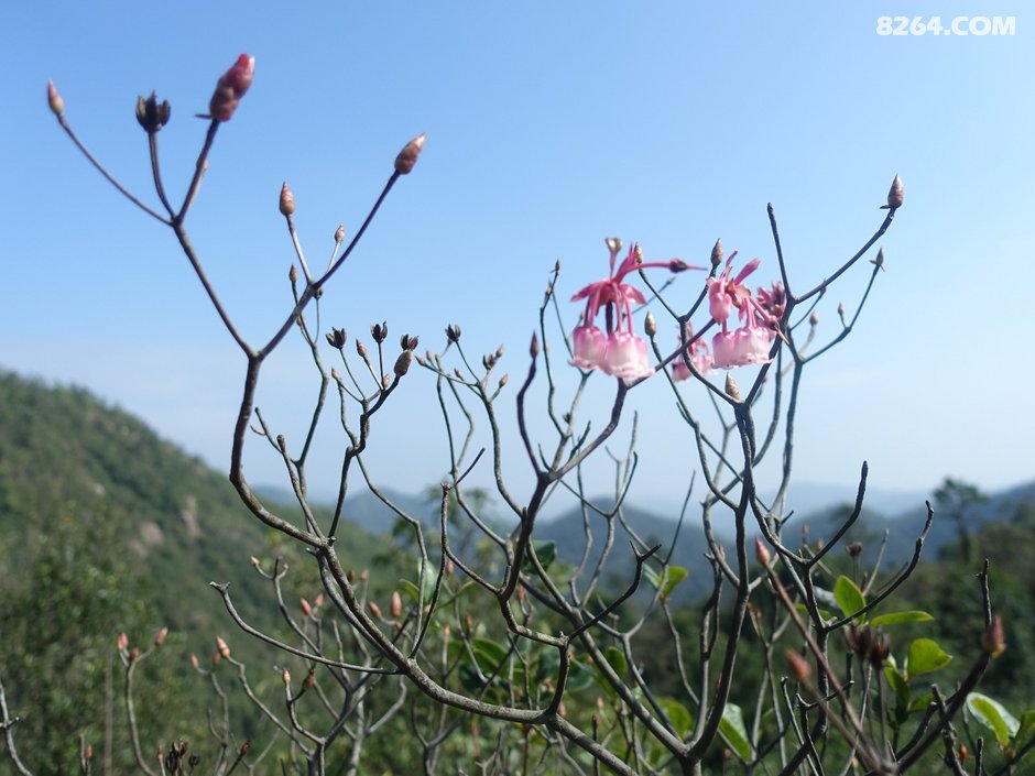 20190202风吹罗带吊钟泪悬崖边上阿哥石