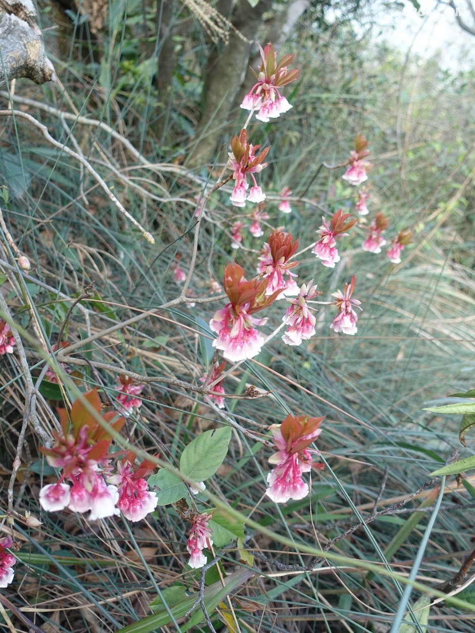 20190202风吹罗带吊钟泪悬崖边上阿哥石
