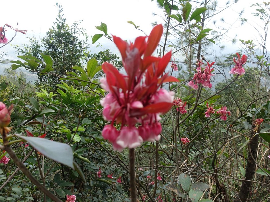 20190202风吹罗带吊钟泪悬崖边上阿哥石