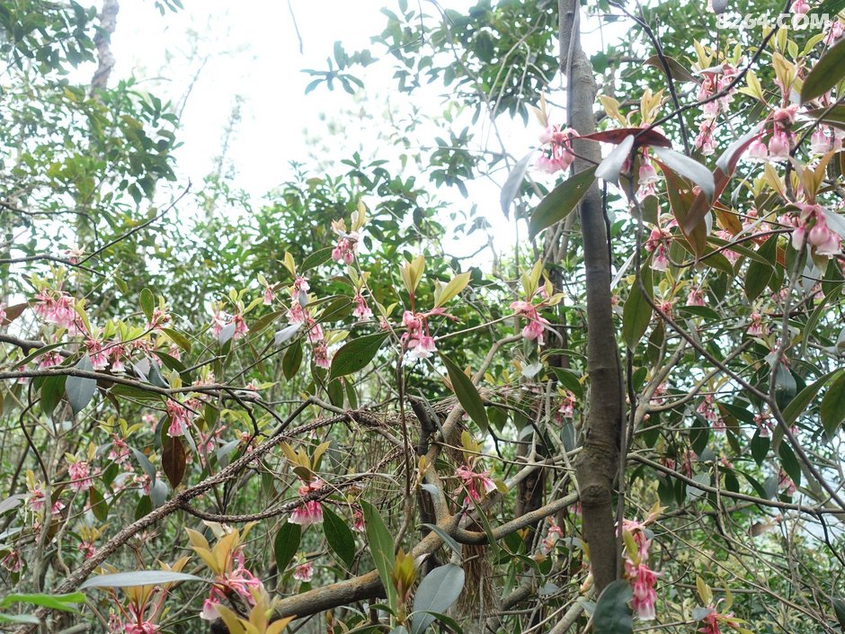 20190202风吹罗带吊钟泪悬崖边上阿哥石