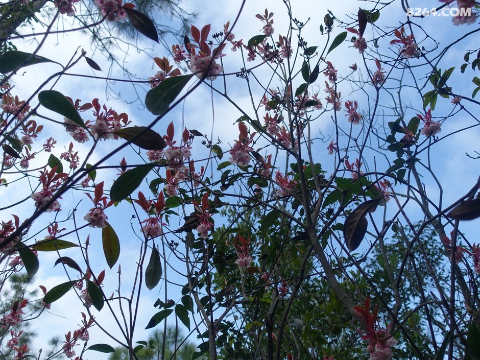 20190202风吹罗带吊钟泪悬崖边上阿哥石