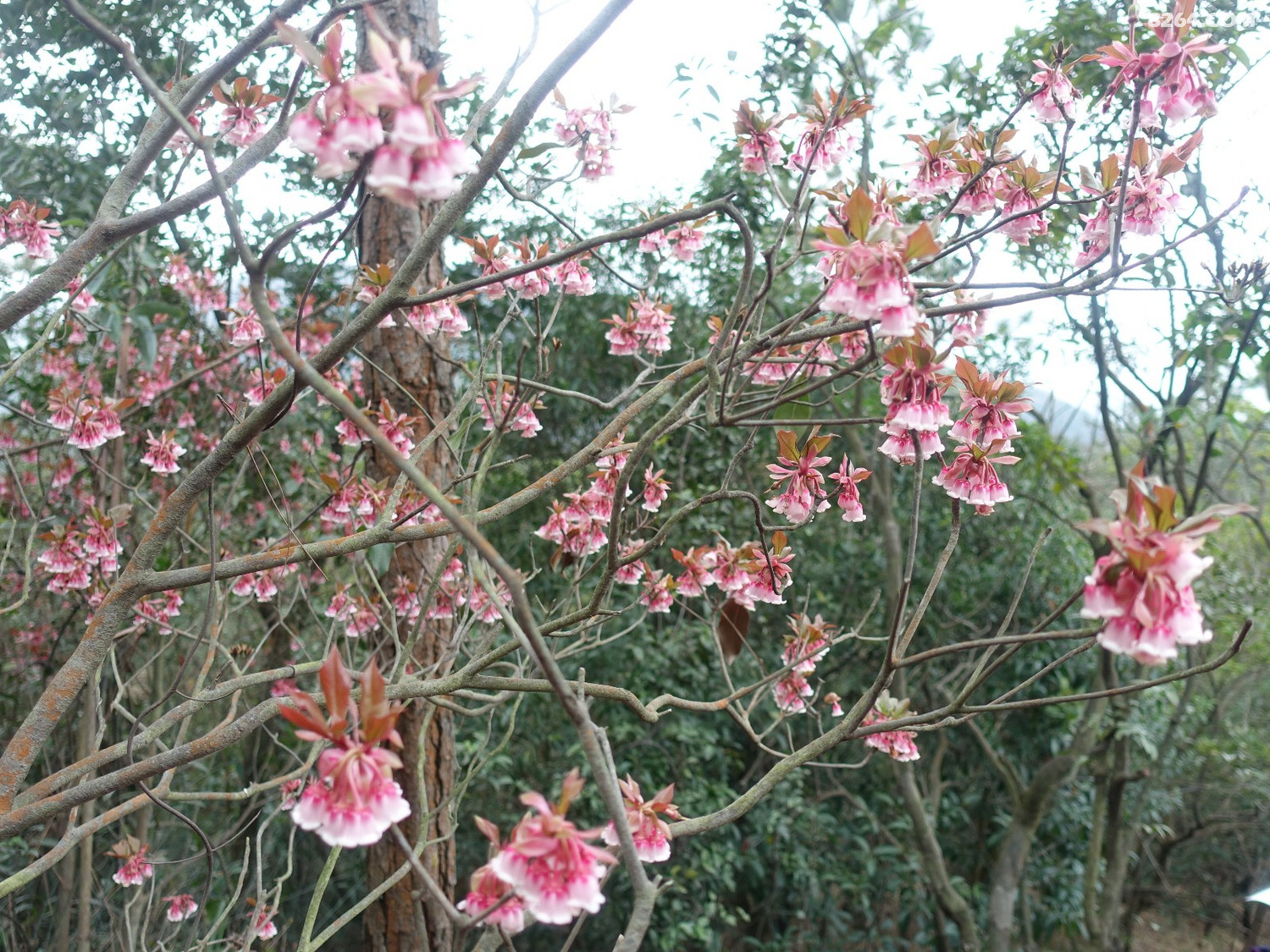 20190202风吹罗带吊钟泪悬崖边上阿哥石