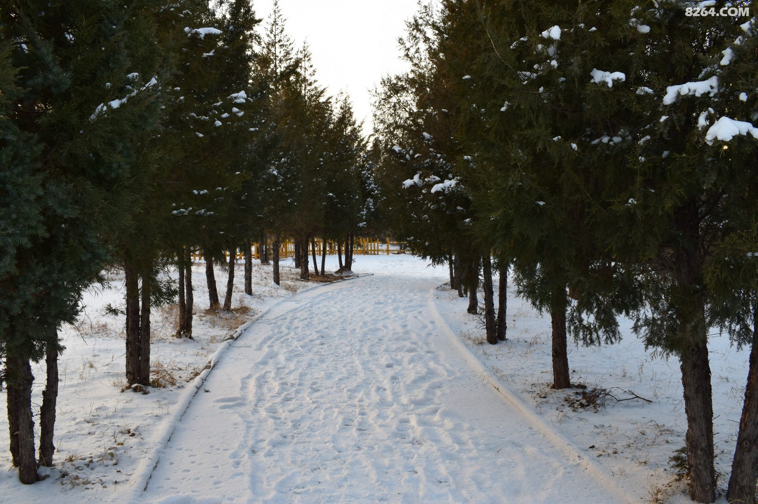 DSC_0063.JPG