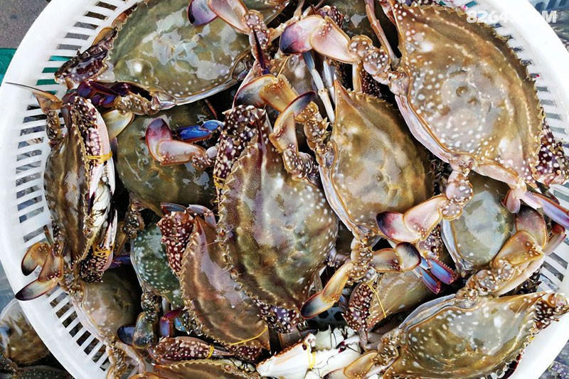 青岛地道海鲜,不信你不流口水 - 第1页 - 山东 - 8264户外