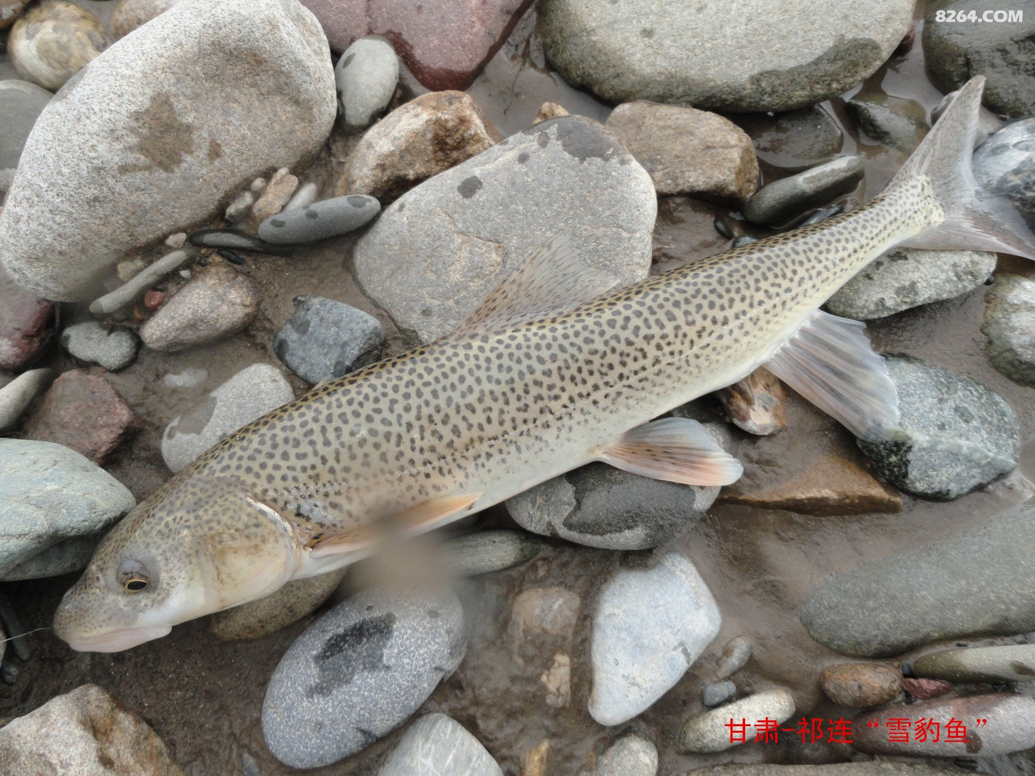dsc00638祁连大通河雪豹鱼.jpg