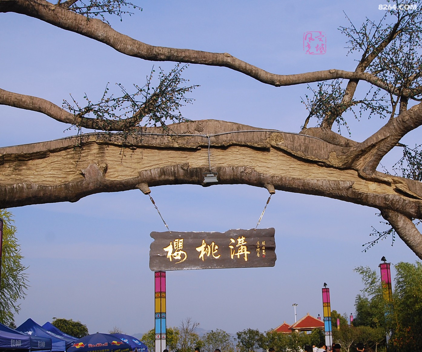 西乡樱桃沟里赏樱花