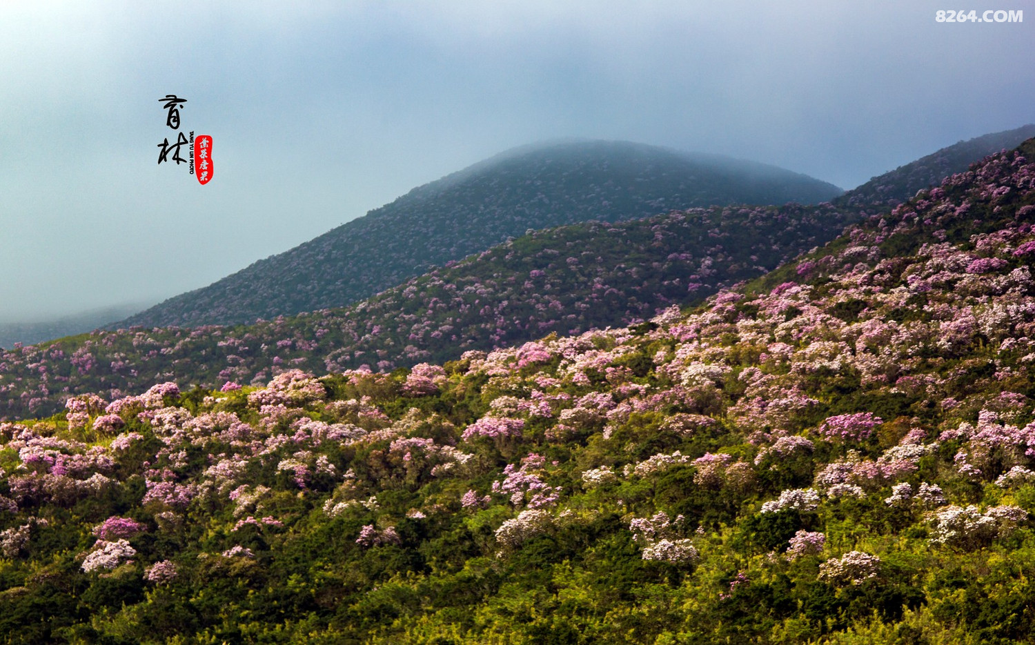 走进昭觉谷克德索玛花开