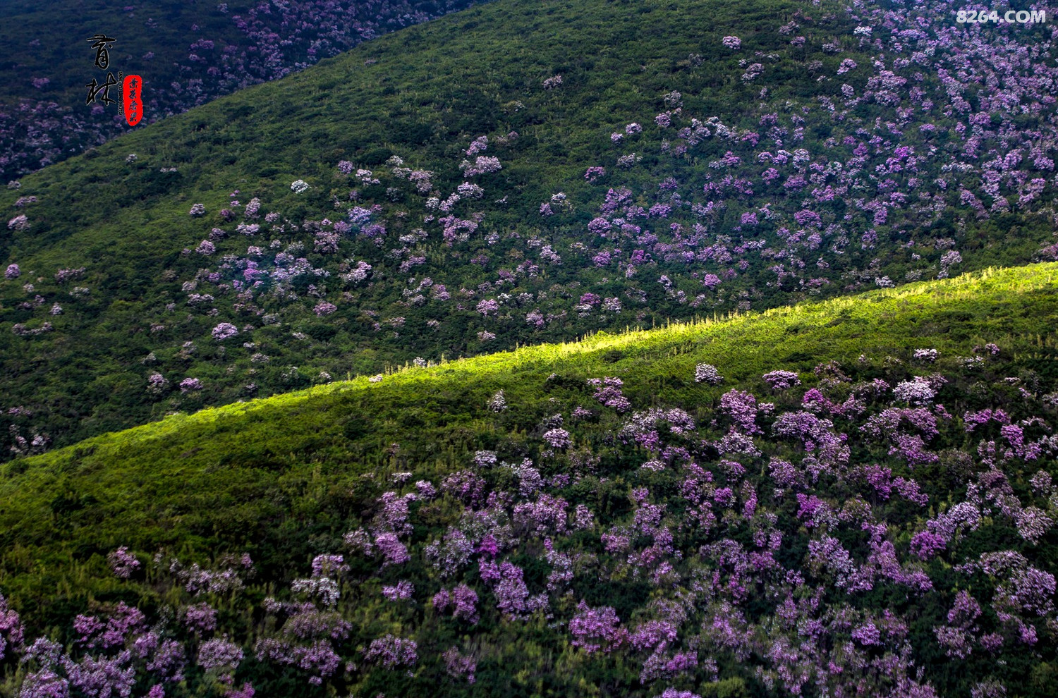 走进昭觉谷克德索玛花开